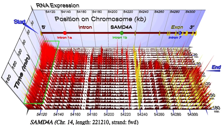 wada_pnas_fig1.gif