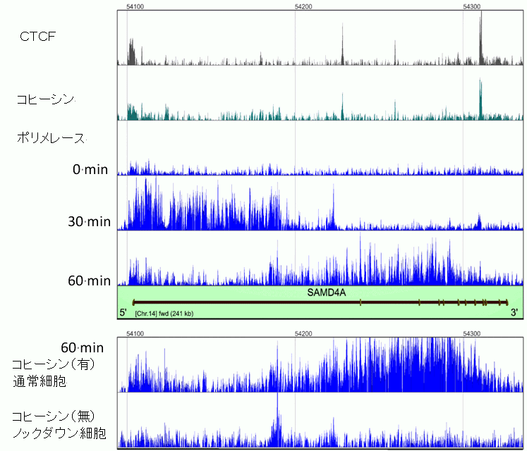 wada_pnas_fig2.gif