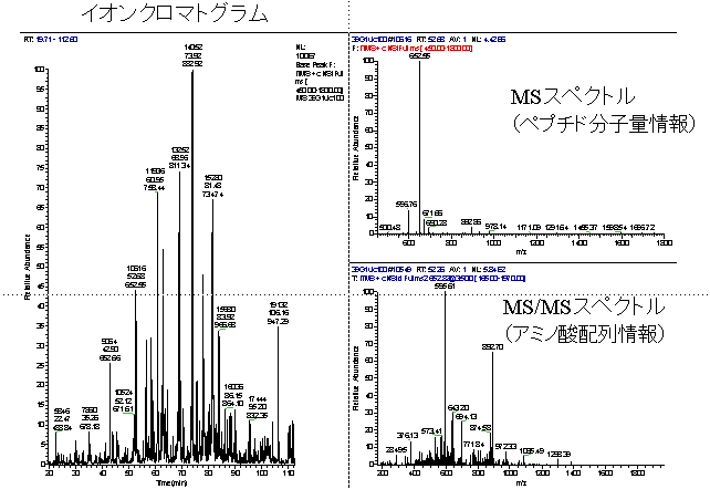 LC-MS/MSデータ（クロマト図）